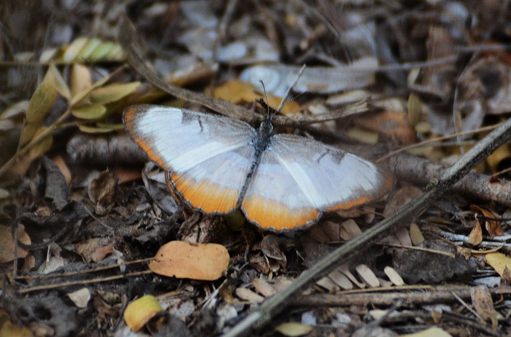 048 2012-12311797 Sabal Palm Sanctuary, TX.JPG - Common Mestra (Mestra amymone) Butterfly. Sabal Palm Sanctuary, TX, 12-31-2012